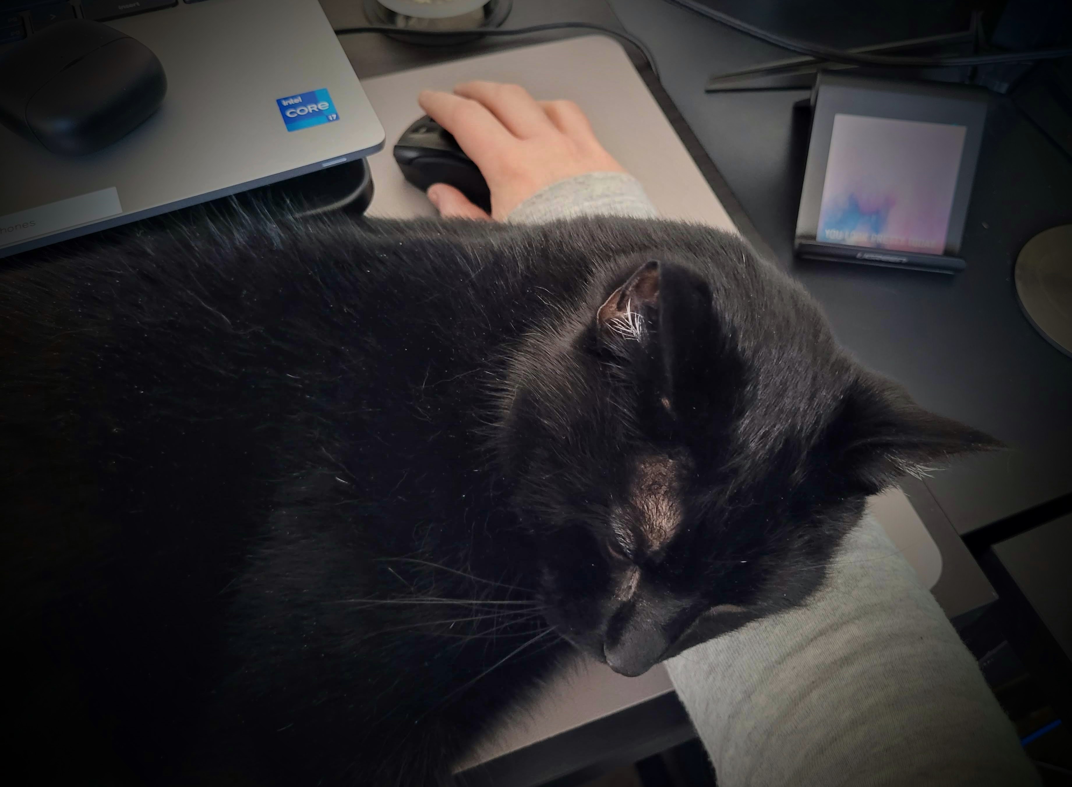 Image of a black cat sleeping on Jenn's arm as she tried to work at her computer